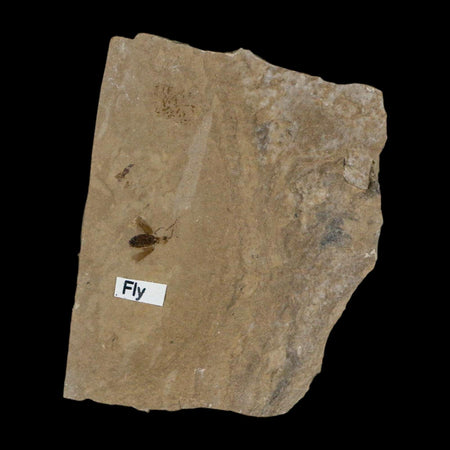 0.3" Fossil Fly Insect Green River Formation Uintah County Utah Eocene Age