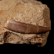 1.7" Plesiosaur Zarafasaura Tooth Fossil In Matrix Cretaceous Dinosaur Era COA
