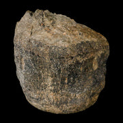 3" Hypacrosaurus  Dinosaur Fossil Vertebrae Bone Two Medicine FM Montana COA