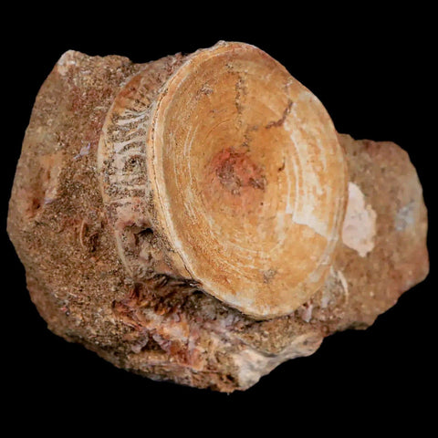 44MM Otodus Obliquus Shark Vertebrae Fossil Bone In Matrix Morocco COA - Fossil Age Minerals