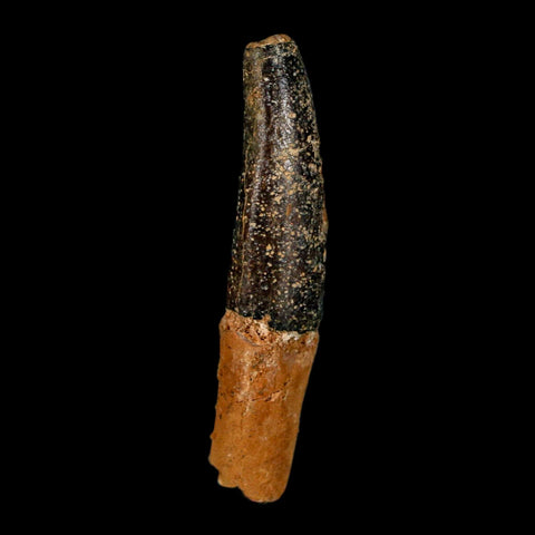 1.5" Rebbachisaurus Sauropod Fossil Tooth Early Cretaceous Dinosaur COA, Display - Fossil Age Minerals