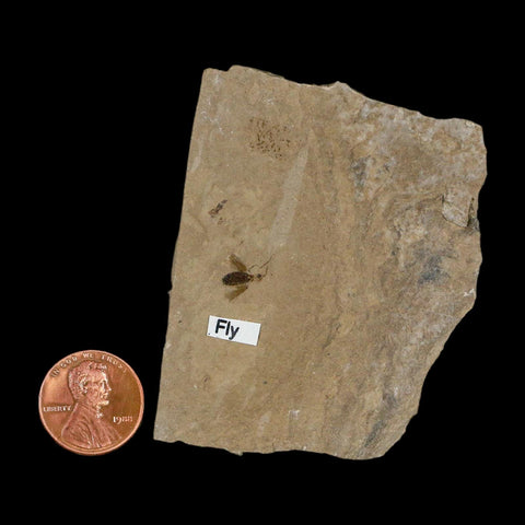 0.3" Fossil Fly Insect Green River Formation Uintah County Utah Eocene Age - Fossil Age Minerals