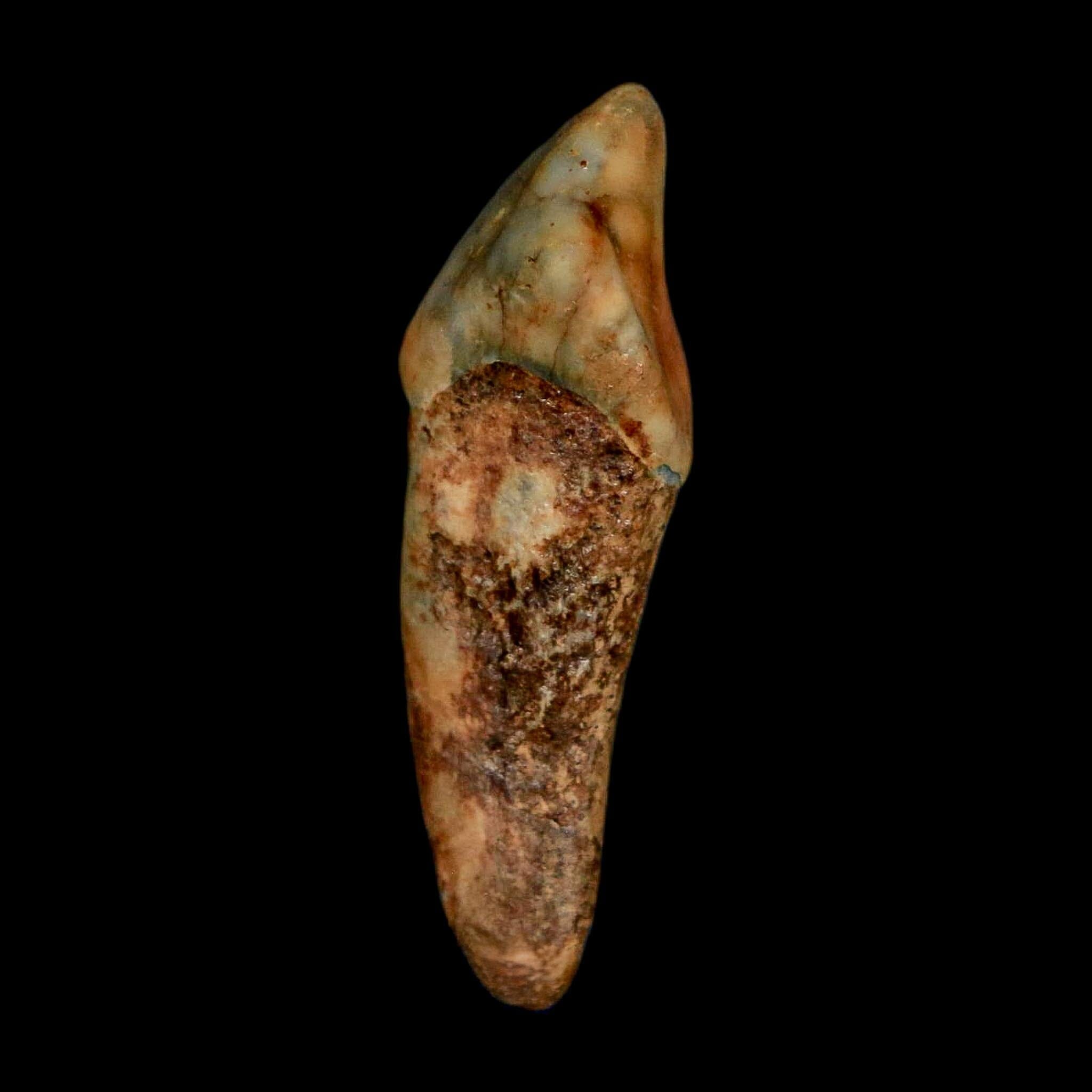 1.3" Extinct Cave Bear Ursus Spelaeus Incisor Tooth Rooted Pleistocene Age COA, Stand - Fossil Age Minerals