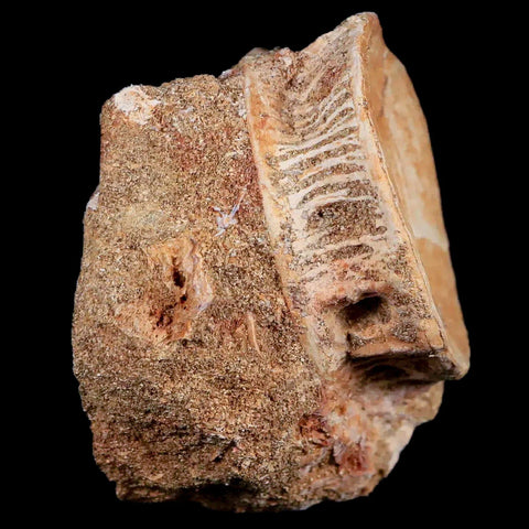 44MM Otodus Obliquus Shark Vertebrae Fossil Bone In Matrix Morocco COA - Fossil Age Minerals
