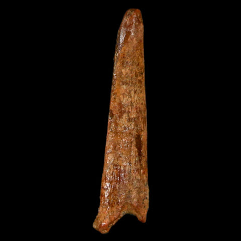 1" Pterosaur Coloborhynchus Fossil Tooth Upper Cretaceous Morocco COA, Display - Fossil Age Minerals