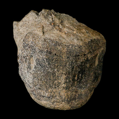 3" Hypacrosaurus  Dinosaur Fossil Vertebrae Bone Two Medicine FM Montana COA