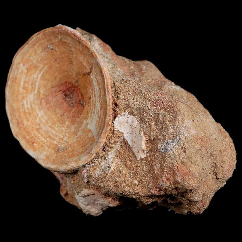 44MM Otodus Obliquus Shark Vertebrae Fossil Bone In Matrix Morocco COA - Fossil Age Minerals