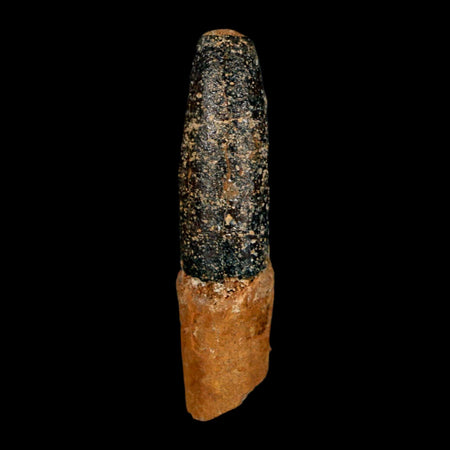 1.5" Rebbachisaurus Sauropod Fossil Tooth Early Cretaceous Dinosaur COA, Display