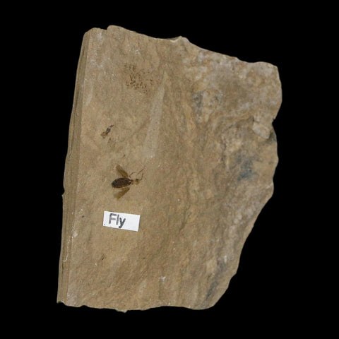 0.3" Fossil Fly Insect Green River Formation Uintah County Utah Eocene Age - Fossil Age Minerals