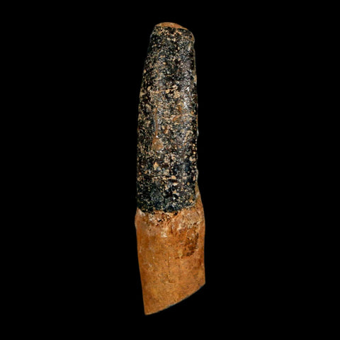 1.5" Rebbachisaurus Sauropod Fossil Tooth Early Cretaceous Dinosaur COA, Display - Fossil Age Minerals