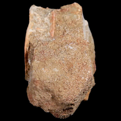 44MM Otodus Obliquus Shark Vertebrae Fossil Bone In Matrix Morocco COA - Fossil Age Minerals