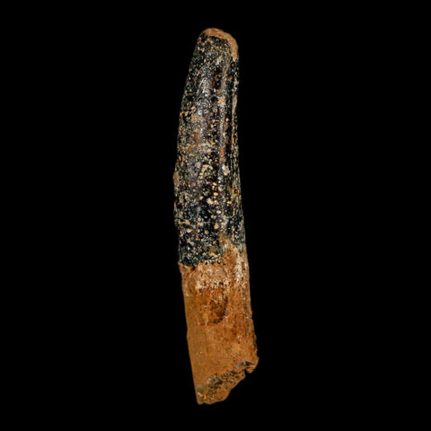 1.5" Rebbachisaurus Sauropod Fossil Tooth Early Cretaceous Dinosaur COA, Display - Fossil Age Minerals
