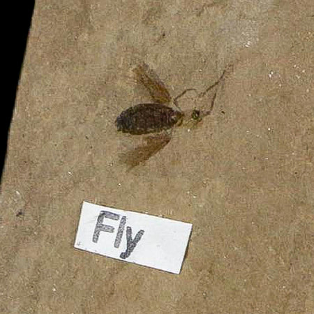 0.3" Fossil Fly Insect Green River Formation Uintah County Utah Eocene Age