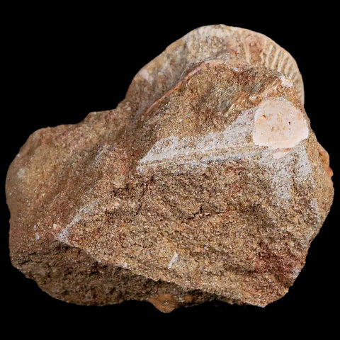 44MM Otodus Obliquus Shark Vertebrae Fossil Bone In Matrix Morocco COA - Fossil Age Minerals