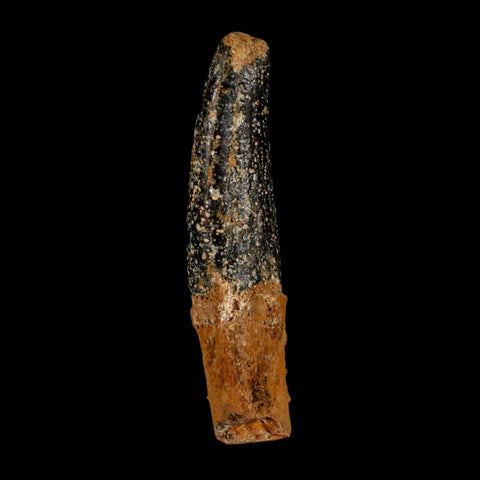 1.5" Rebbachisaurus Sauropod Fossil Tooth Early Cretaceous Dinosaur COA, Display - Fossil Age Minerals