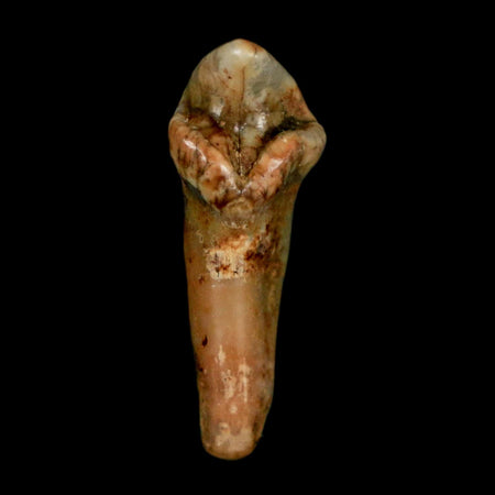 1" Extinct Cave Bear Ursus Spelaeus Incisor Tooth Rooted Pleistocene Age COA, Stand