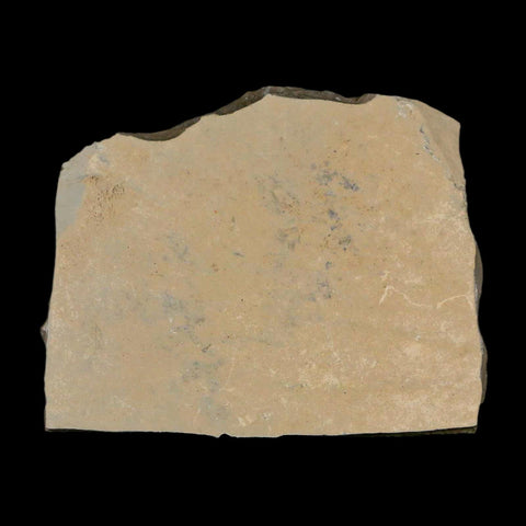 0.3" Fossil Fly Insect Green River Formation Uintah County Utah Eocene Age - Fossil Age Minerals