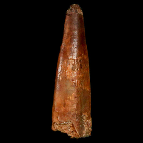 0.9" Pterosaur Coloborhynchus Fossil Tooth Upper Cretaceous Morocco COA, Display - Fossil Age Minerals