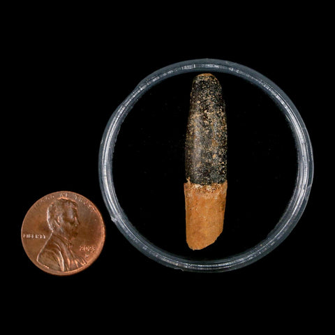 1.5" Rebbachisaurus Sauropod Fossil Tooth Early Cretaceous Dinosaur COA, Display - Fossil Age Minerals