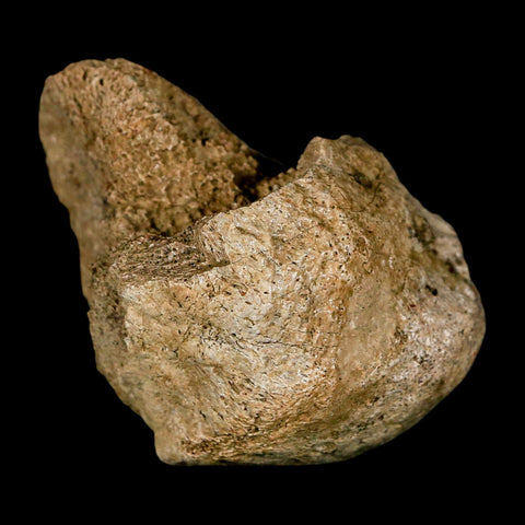 2.3" Edmontosaurus Fossil Finger Dight Bone Lance Creek Cretaceous Dinosaur WY - Fossil Age Minerals