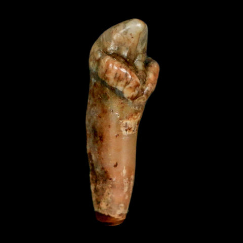 1" Extinct Cave Bear Ursus Spelaeus Incisor Tooth Rooted Pleistocene Age COA, Stand