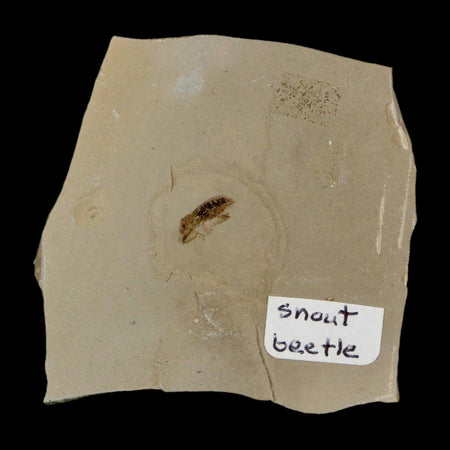 2" Fossil Snout Beetle Insect Green River Formation Uintah County Utah Eocene Age