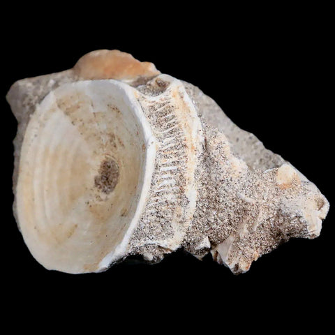 45MM Otodus Obliquus Shark Vertebrae Fossil Bone In Matrix Morocco COA - Fossil Age Minerals