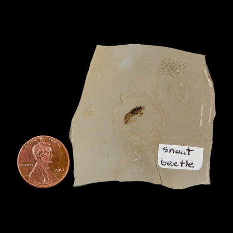 2" Fossil Snout Beetle Insect Green River Formation Uintah County Utah Eocene Age - Fossil Age Minerals