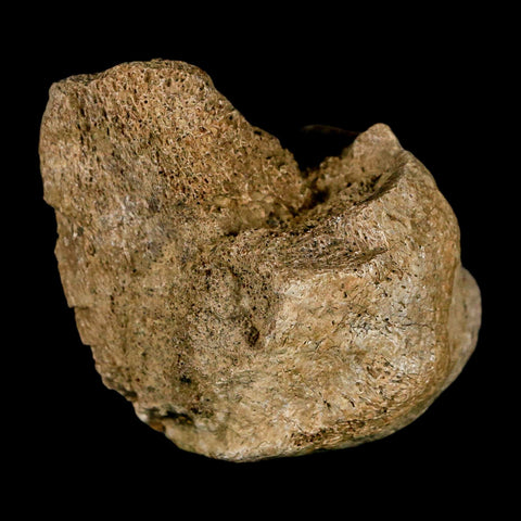 2.3" Edmontosaurus Fossil Finger Dight Bone Lance Creek Cretaceous Dinosaur WY - Fossil Age Minerals