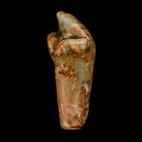 1" Extinct Cave Bear Ursus Spelaeus Incisor Tooth Rooted Pleistocene Age COA, Stand