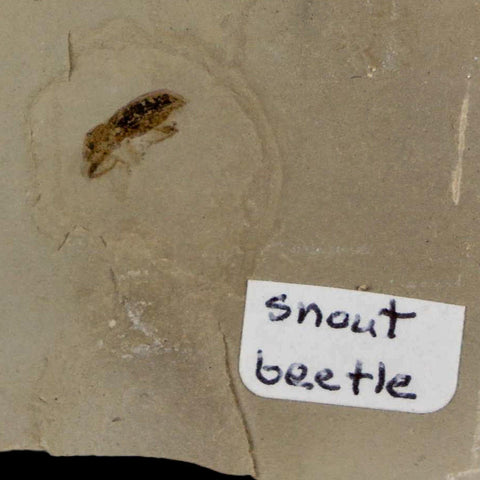 2" Fossil Snout Beetle Insect Green River Formation Uintah County Utah Eocene Age - Fossil Age Minerals