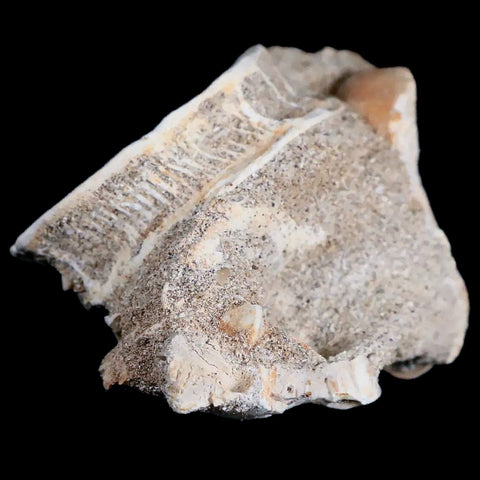 45MM Otodus Obliquus Shark Vertebrae Fossil Bone In Matrix Morocco COA - Fossil Age Minerals