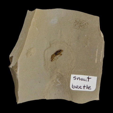 2" Fossil Snout Beetle Insect Green River Formation Uintah County Utah Eocene Age - Fossil Age Minerals