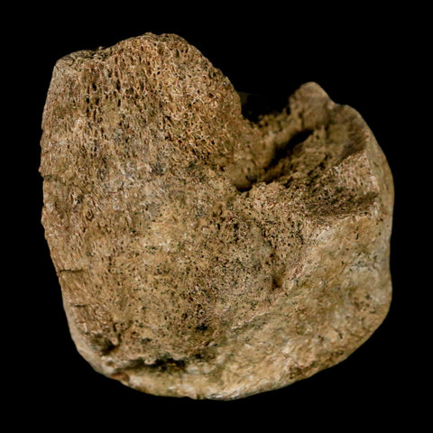 2.3" Edmontosaurus Fossil Finger Dight Bone Lance Creek Cretaceous Dinosaur WY - Fossil Age Minerals