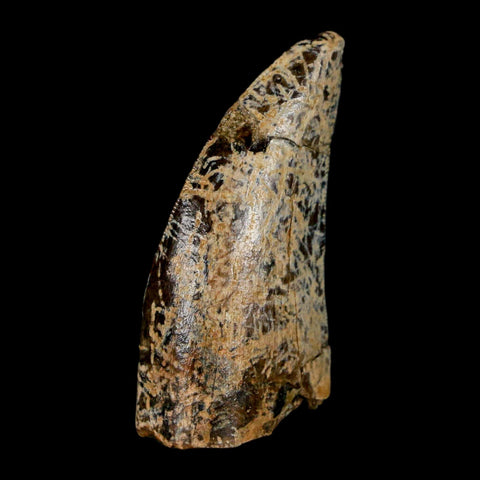 1.6" Tyrannosaurus Rex Fossil Tooth Lance Creek Cretaceous Dinosaur Wyoming COA - Fossil Age Minerals