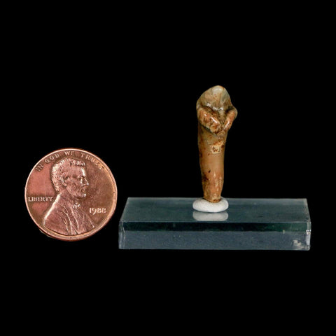 1" Extinct Cave Bear Ursus Spelaeus Incisor Tooth Rooted Pleistocene Age COA, Stand