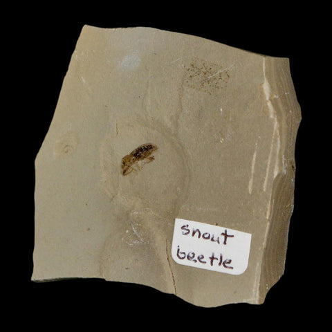 2" Fossil Snout Beetle Insect Green River Formation Uintah County Utah Eocene Age - Fossil Age Minerals