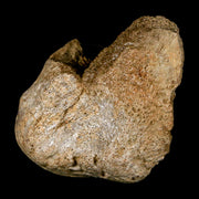 2.3" Edmontosaurus Fossil Finger Dight Bone Lance Creek Cretaceous Dinosaur WY