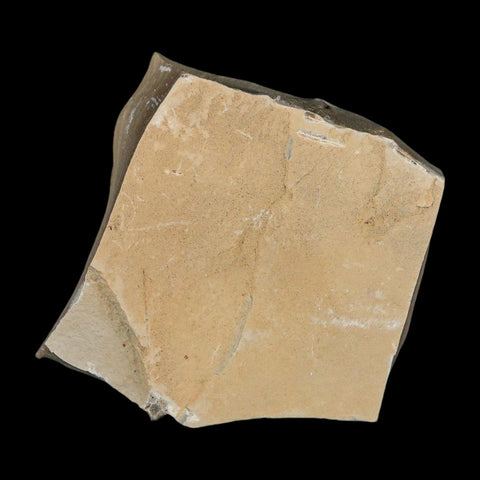 2" Fossil Snout Beetle Insect Green River Formation Uintah County Utah Eocene Age - Fossil Age Minerals