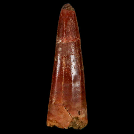 0.9" Pterosaur Coloborhynchus Fossil Tooth Upper Cretaceous Morocco COA, Display