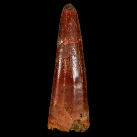 0.9" Pterosaur Coloborhynchus Fossil Tooth Upper Cretaceous Morocco COA, Display - Fossil Age Minerals