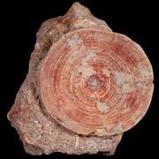 51MM Otodus Obliquus Shark Vertebrae Fossil Bone In Matrix Morocco COA