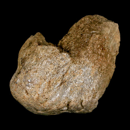 2.3" Edmontosaurus Fossil Finger Dight Bone Lance Creek Cretaceous Dinosaur WY