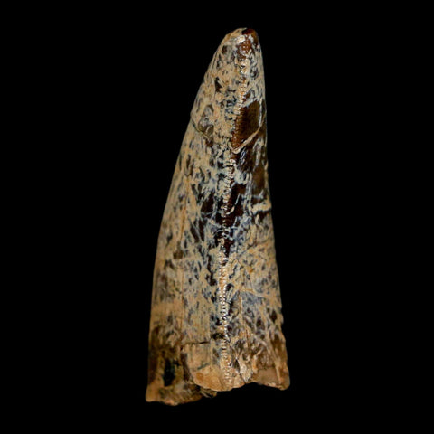 1.6" Tyrannosaurus Rex Fossil Tooth Lance Creek Cretaceous Dinosaur Wyoming COA - Fossil Age Minerals