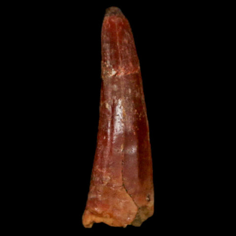 0.9" Pterosaur Coloborhynchus Fossil Tooth Upper Cretaceous Morocco COA, Display - Fossil Age Minerals