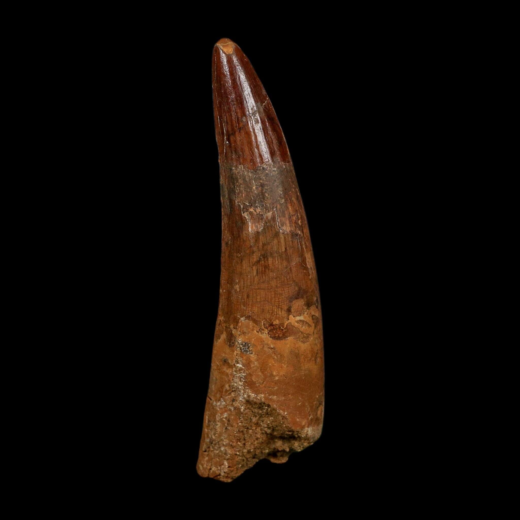 XL 3.5" Spinosaurus Fossil Tooth 100 Million Years Old Cretaceous Dinosaur COA