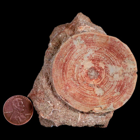 51MM Otodus Obliquus Shark Vertebrae Fossil Bone In Matrix Morocco COA - Fossil Age Minerals