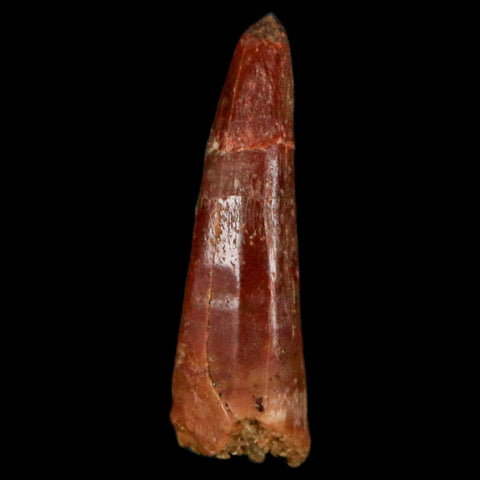 0.9" Pterosaur Coloborhynchus Fossil Tooth Upper Cretaceous Morocco COA, Display - Fossil Age Minerals