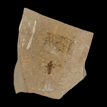 1.2" Fossil Beetle Insect Green River Formation Uintah County Utah Eocene Age