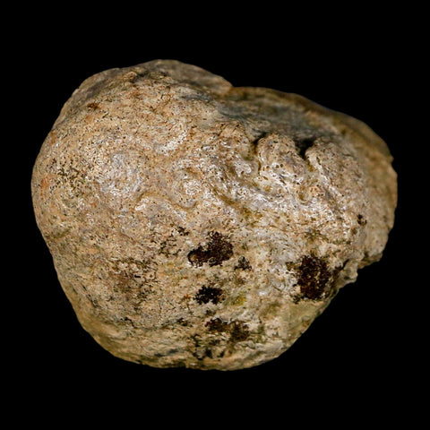 2.3" Edmontosaurus Fossil Finger Dight Bone Lance Creek Cretaceous Dinosaur WY - Fossil Age Minerals